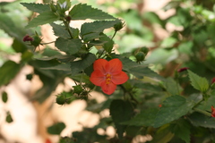 Hibiscus micranthus